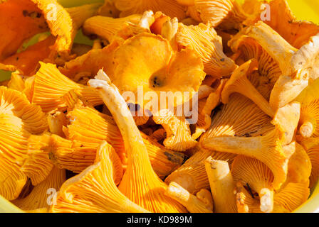 Hintergrund: pfifferlinge Pilze Stockfoto