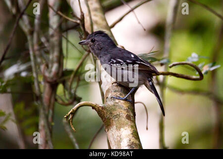 "Choca-de-sooretama (thamnophilus ambiguus) fotografado em Conceição da Barra, Espírito Santo Nordeste do Brasil. b... Mata Atlântica. registro fei Stockfoto