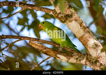 'Periquito-rico (Brotogeris tirica) fotografado em Linhares, Espírito Santo - Sudeste do Brasil. Bioma Mata Atlântica. Registrierung für 2013. E Stockfoto