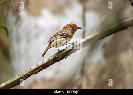 "Choca-de-sooretama (thamnophilus ambiguus) fotografado em Linhares, Espírito Santo Nordeste do Brasil. b... Mata Atlântica. registro feito em 2013 Stockfoto