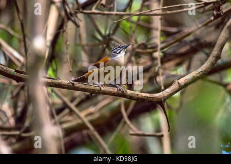 "Garrinchão-pai-avô (pheugopedius Genibarbis) fotografado em Linhares, Espírito Santo Nordeste do Brasil. b... Mata Atlântica. registro feito em 20. Stockfoto