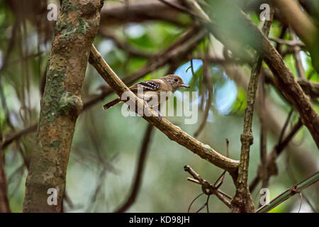 "Choca-de-sooretama (thamnophilus ambiguus) fotografado em Linhares, Espírito Santo Nordeste do Brasil. b... Mata Atlântica. registro feito em 2013 Stockfoto