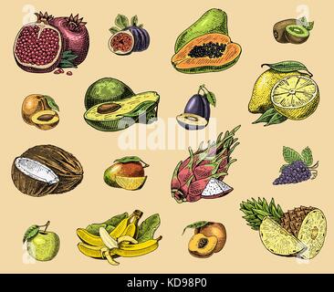Satz von Hand gezeichnet, gravierte frisches Obst, vegetarische Speisen, Pflanzen, Vintage Orange und Apfel, Traube mit Kokos, Gragonfruit, Birne, Pfirsich, Pflaume. Stock Vektor