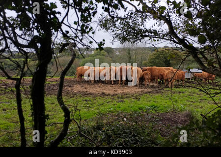 Fütterung South Devon Kühe in einem Feld in Cornwall. Stockfoto