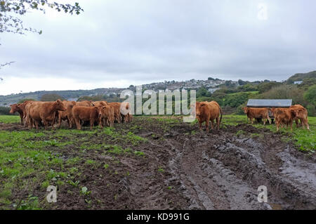 Fütterung South Devon Kühe in einem Feld in Cornwall. Stockfoto