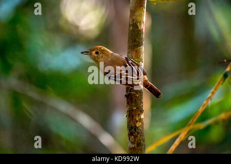 "Choca-de-sooretama (thamnophilus ambiguus) fotografado em Linhares, Espírito Santo Nordeste do Brasil. b... Mata Atlântica. registro feito em 2013 Stockfoto