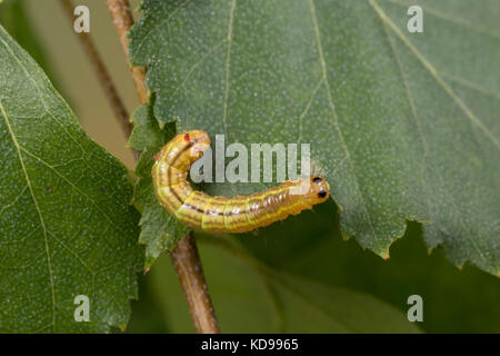 Kamelspinner, Kamel-Zahnspinner, Kamelzahnspinner, Raupe frisst an Birke, Ptilodon capucina, Lophopteryx capucina, coxcomb prominent, Raupe, La Stockfoto