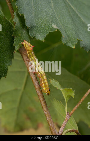 Kamelspinner, Kamel-Zahnspinner, Kamelzahnspinner, Raupe frisst an Birke, Ptilodon capucina, Lophopteryx capucina, coxcomb prominent, Raupe, La Stockfoto