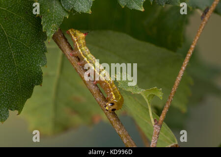 Kamelspinner, Kamel-Zahnspinner, Kamelzahnspinner, Raupe frisst an Birke, Ptilodon capucina, Lophopteryx capucina, coxcomb prominent, Raupe, La Stockfoto