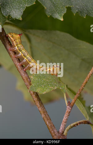 Kamelspinner, Kamel-Zahnspinner, Kamelzahnspinner, Raupe frisst an Birke, Ptilodon capucina, Lophopteryx capucina, coxcomb prominent, Raupe, La Stockfoto