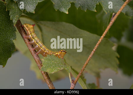 Kamelspinner, Kamel-Zahnspinner, Kamelzahnspinner, Raupe frisst an Birke, Ptilodon capucina, Lophopteryx capucina, coxcomb prominent, Raupe, La Stockfoto