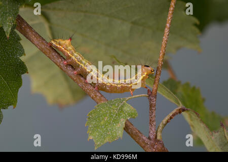 Kamelspinner, Kamel-Zahnspinner, Kamelzahnspinner, Raupe frisst an Birke, Ptilodon capucina, Lophopteryx capucina, coxcomb prominent, Raupe, La Stockfoto