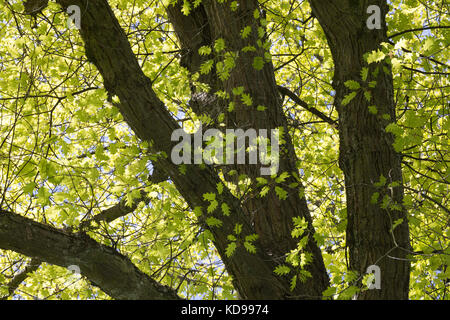 Roteiche, Rot-Eiche, amerikanische Spitzeiche, Quercus rubra, Quercus borealis, nördliche Roteiche, Champion Eiche, Roteiche, Le chêne Rouge d'Amérique, BL Stockfoto