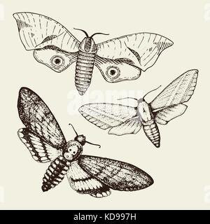 Tätowierung oder Boho t-shirt oder scrapbooking Design. mystische esoterisches Symbol der Freiheit und Reisen. Schmetterling oder Insekt Skizze. entomologischen Sammlung. graviert Hand in alte Skizze und vintage Stil gezeichnet Stock Vektor