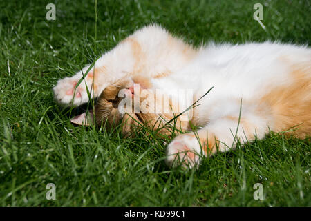 Ginger cat Entspannen in der Sonne auf dem Rasen Stockfoto