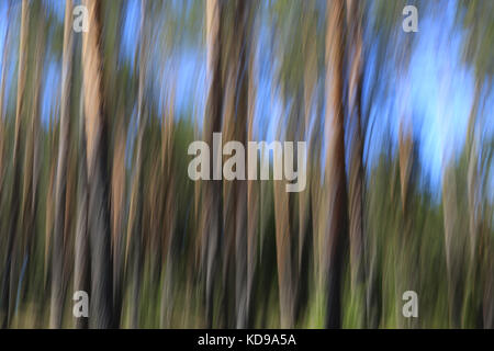 Künstlerische Landschaft mit Birke Baumstämme und blauer Himmel, mit der in der Kamera motion blur erreicht. Geeignet für Hintergründe. Stockfoto