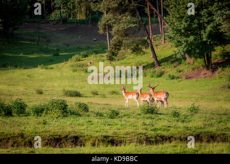 Schöne Rehe im Wald im Sommer, Europa Stockfoto