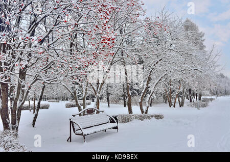 Winterlandschaft im City Park nach Schneefall mit Schnee Bank unter dem vogelbeere Baum mit leuchtend roten Beeren bedeckt Stockfoto