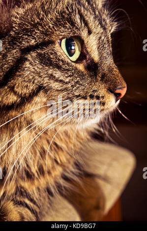 Inländische enrage Katze portrait in Nahaufnahme Stockfoto