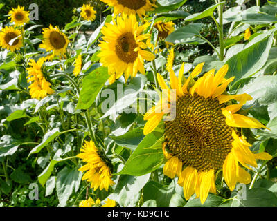 Sonnenblumen in verschiedenen Größen in einem sonnigen Feld. Stockfoto