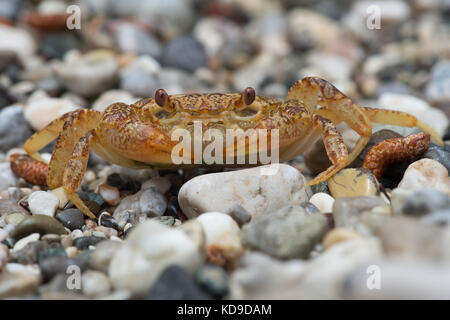 Süßwasser-Krebse (Potamon potamios) Stockfoto