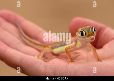 Palmatogecko (pachydactylus rangei), auch als Web-footed Gecko bekannt, eine nächtliche Gecko endemisch in der Namib Wüste. Stockfoto