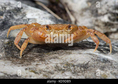 Süßwasser-Krebse (Potamon potamios) Stockfoto