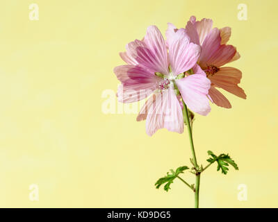 Malve rosa Blüten mit fünf Blütenblätter auf einem grünen Stiel mit zwei Blättern unter einem weiches Tageslicht vor einem gelben Hintergrund. Stockfoto