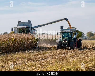 Kombinierte harvester Füllung Mais in einen Anhänger auf einem Maisfeld in der Nähe von Barum, Elbmarsch, Deutschland. Stockfoto