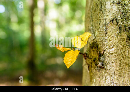 Nahaufnahme der drei kleinen gelben Buche Blätter wachsen auf einem Baumstamm vor einem grünen Wald Hintergrund verschwommen. Stockfoto