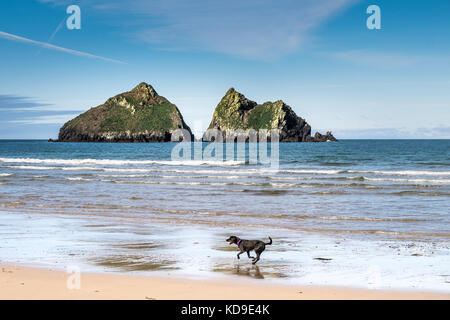 Ein Hund, der am Strand von Holywell Bay läuft - ein Hund, der entlang der Küste von Holywell Bay Cornwall mit den ikonischen Gull Rocks im Hintergrund läuft. Stockfoto