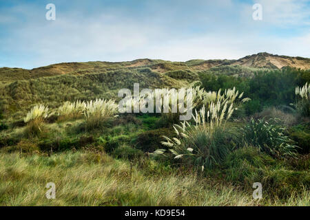 Pampas Gras Cortaderia selloana wächst wild in der Nähe von Sanddünen an Holywell Bay in Cornwall. Stockfoto