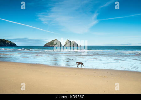 Ein Hund, der am Strand von Holywell Bay Cornwall entlang läuft - Gull Rocks. Holywell Bay einer der kultigen Poldark-Drehorte in Cornwall. Stockfoto