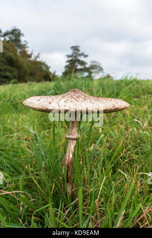 Eine essbare Sonnenschirm Pilz Stockfoto