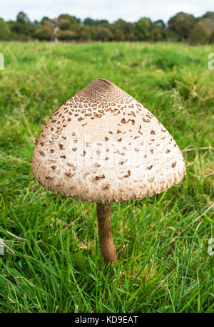 Eine essbare Sonnenschirm Pilz Stockfoto