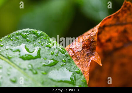 Abstrakt herbst Blick auf bunte Blätter mit regen Tropfen auf Sie. Stockfoto