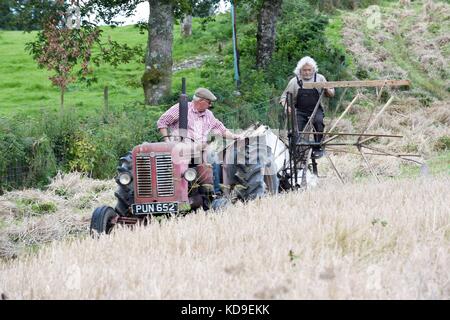 Traditionelle Mais schneiden und vintage Anzeige durch die nationalen vintage Traktor und Motor Club meirionnydd Rees aled von dailly auf einem David Brown 900 1957 Stockfoto