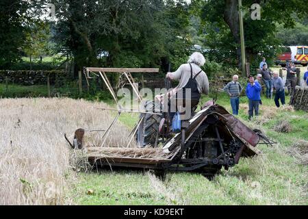 Traditionelle Mais schneiden und vintage Anzeige durch die nationalen vintage Traktor und Motor Club meirionnydd Mais Schneiden mit einem internationalen Deering 1935 Stockfoto