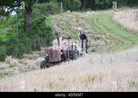 Traditionelle Mais schneiden und vintage Anzeige durch die nationalen vintage Traktor und Motor Club meirionnydd Rees aled von dailly auf einem David Brown 900 1957 Stockfoto