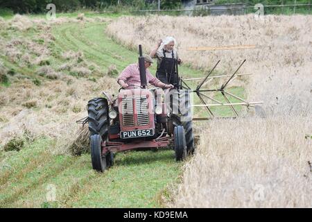 Traditionelle Mais schneiden und vintage Anzeige durch die nationalen vintage Traktor und Motor Club meirionnydd Rees aled von dailly auf einem David Brown 900 1957 Stockfoto