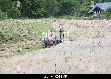 Traditionelle Mais schneiden und vintage Anzeige durch die nationalen vintage Traktor und Motor Club meirionnydd Rees aled von dailly auf einem David Brown 900 1957 Stockfoto