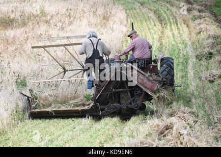 Traditionelle Mais Schneiden und Vintage Anzeige durch die nationalen Vintage Traktor und Motor Club Meirionnydd Rees Aled von dailly auf einem David Brown 900 1957 Stockfoto