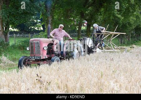 Traditionelle Mais Schneiden und Vintage Anzeige durch die nationalen Vintage Traktor und Motor Club Meirionnydd Rees Aled von dailly auf einem David Brown 900 1957 Stockfoto