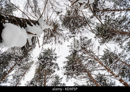 Winterlandschaft. Ansicht von unten an den Oberseiten der Schnee - Pinien in bewölkten Tag abgedeckt. Stockfoto