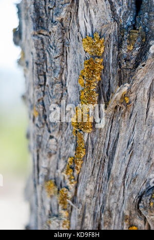 Gelbe Moos wachsen auf Baumstamm close-up Stockfoto