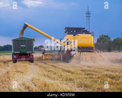 Kombinierte harvester Füllung Korn in einen Anhänger auf einem Maisfeld in der Nähe von Barum, elbmarsch, Deutschland. Stockfoto