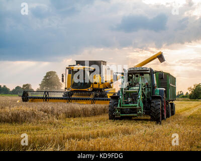 Kombinierte harvester Füllung Korn in einen Anhänger auf einem Maisfeld in der Nähe von Barum, Elbmarsch, Deutschland. Stockfoto