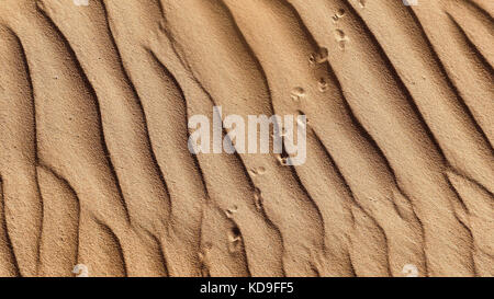 Spuren einer Eidechse in der Sand in der Wüste von Oman Stockfoto