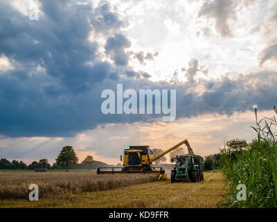 Kombinierte harvester Füllung Korn in einen Anhänger auf einem Maisfeld in der Nähe von Barum, Elbmarsch, Deutschland. Stockfoto