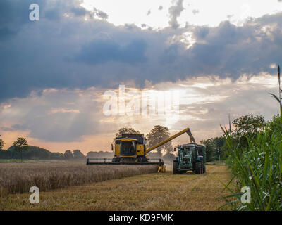 Kombinierte harvester Füllung Korn in einen Anhänger auf einem Maisfeld in der Nähe von Barum, Elbmarsch, Deutschland. Stockfoto